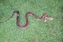 Co-dominant Boa