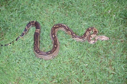 Co-dominant Boa