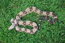 Anery female?