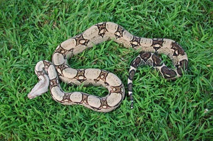 Anery female?