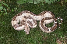 Co-dominant Boa