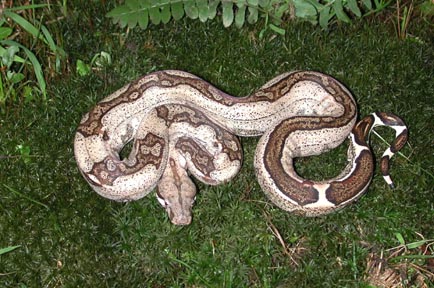 Co-dominant Boa