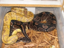 Caramel breeding Barker Axanthic