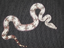 Joe Terry line Silver Back Bolivian
