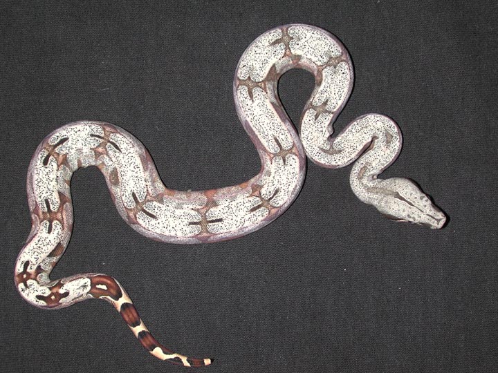 Joe Terry line Silver Back Bolivian