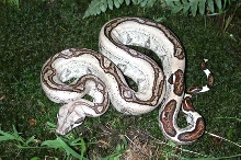 Co-dominant Boa