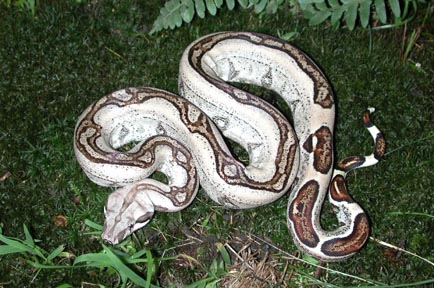 Co-dominant Boa