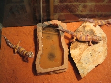 New baby albinos