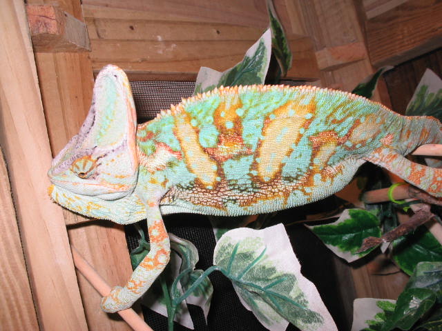 Louie our VEiled