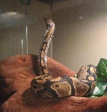 Breanna shedding