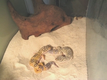 Lilo & Gieco