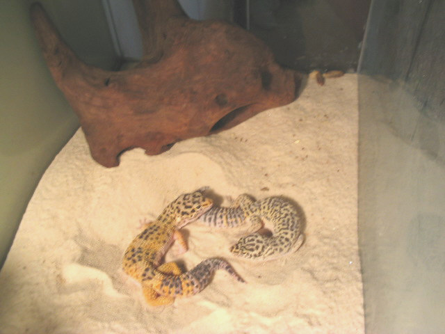 Lilo & Gieco