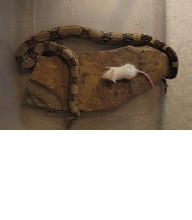 Indy our red tail