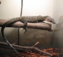 Peach Throat Monitor
