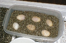 6 of the 15 eggs