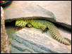 My new acanthinurus, Pujey
