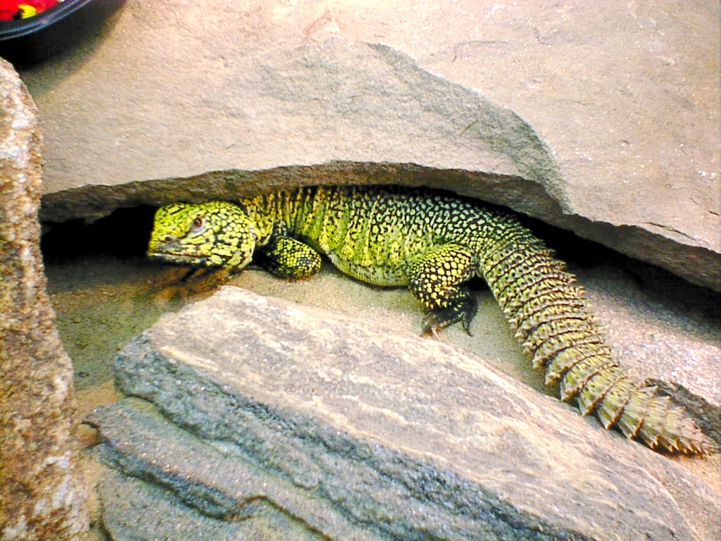 My new acanthinurus, Pujey