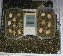 Cleos Eggs