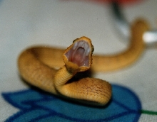 Atheris squaminger baby
