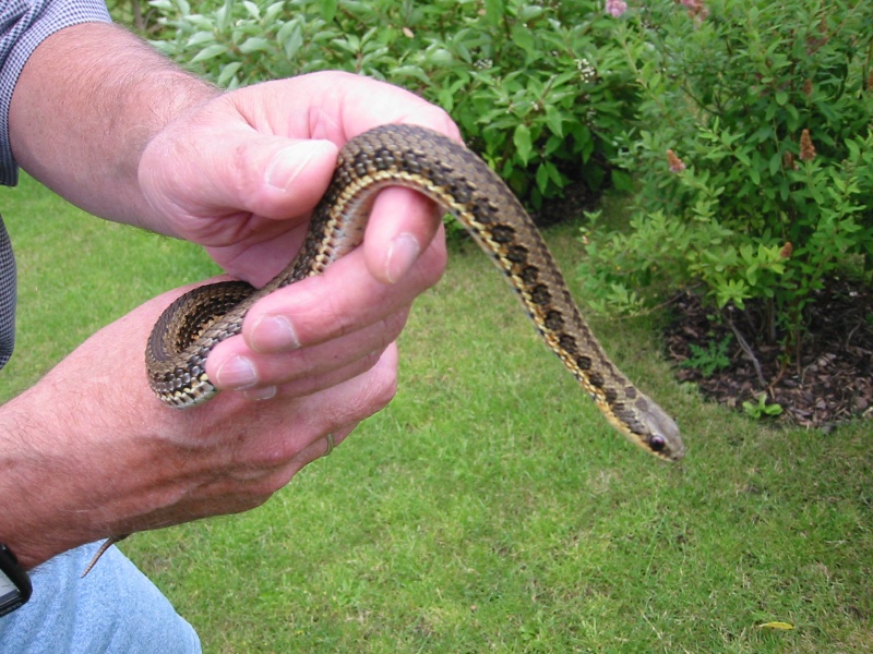 Psammophylax rhombeatus