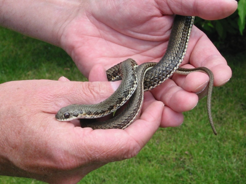 Psammophylax rhombeatus