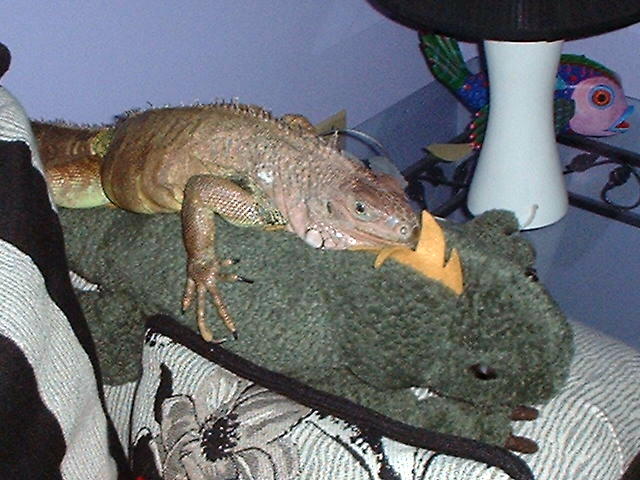ling resting