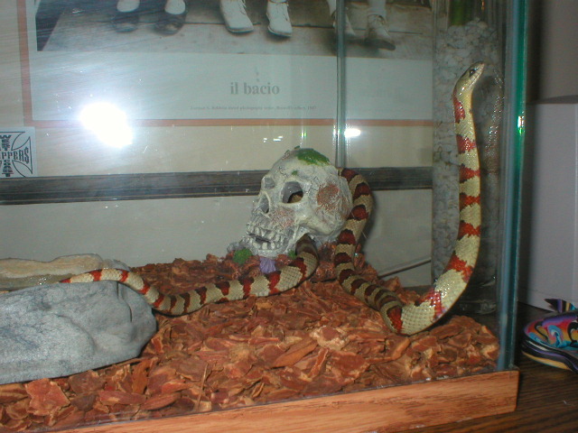 Durango