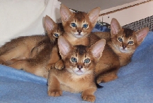 Merindalee Aby Kittens