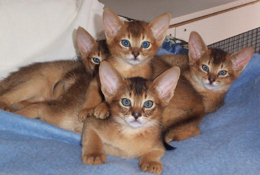 Merindalee Aby Kittens