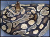 Female ball Python.