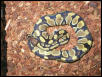 Regular Ball Python.