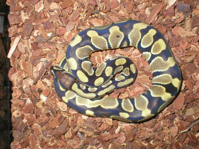 Regular Ball Python.
