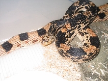 Female Northern Pine