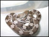 male deppei deppei