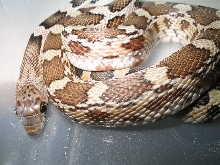 female deppei deppei