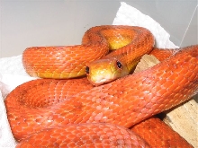 Female het. for hypo. glades