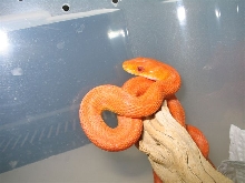 female hypo.