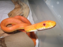 Male hypo.