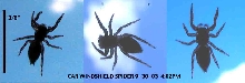 Car Windshield unk Spider