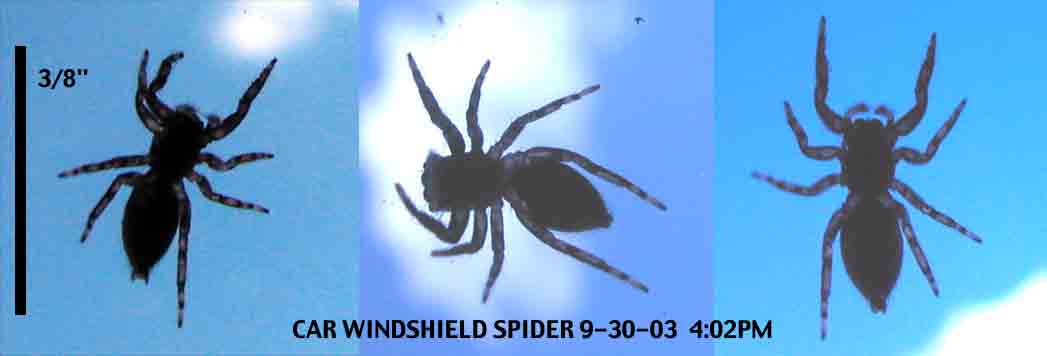 Car Windshield unk Spider