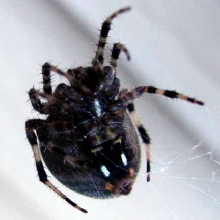 unknown spider