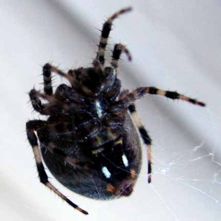 unknown spider