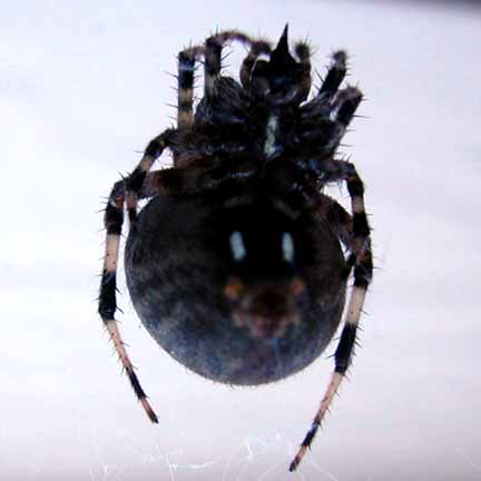 unknown spider view2