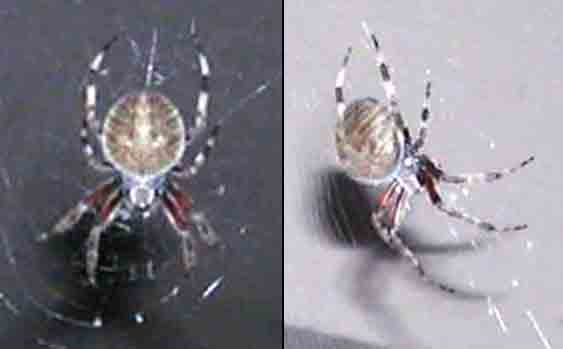Possible Araneus Quadratus