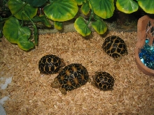 Lexus, Casper, Rocky and Mini