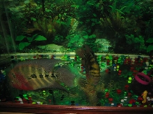 My Flowerhorn Mating