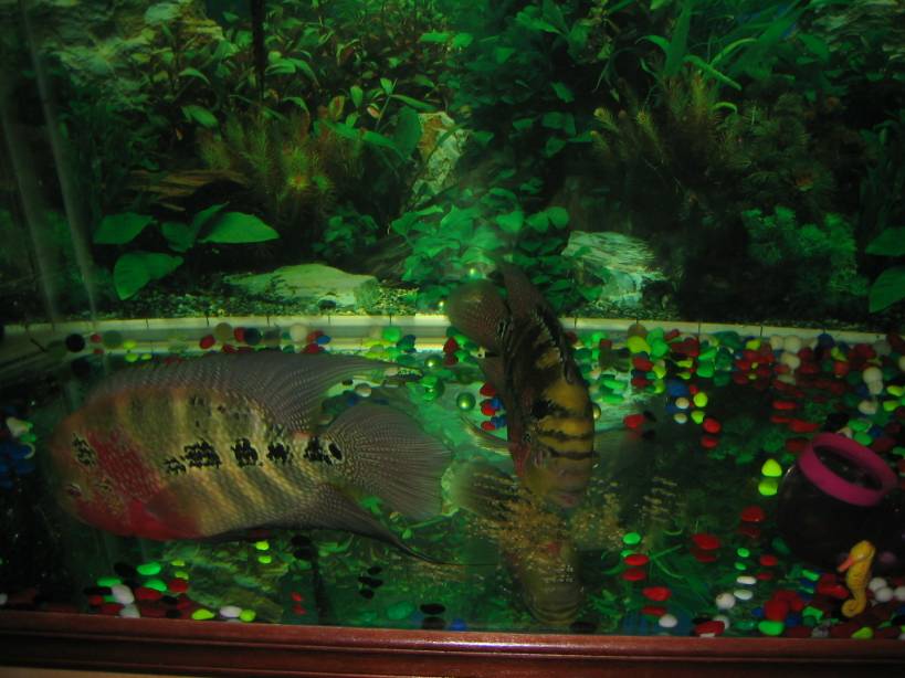 My Flowerhorn Mating