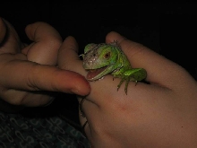 Honey eating from my hand