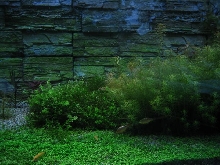 Heaven for small fishes