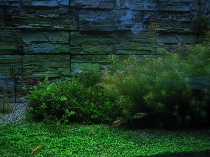 Heaven for small fishes